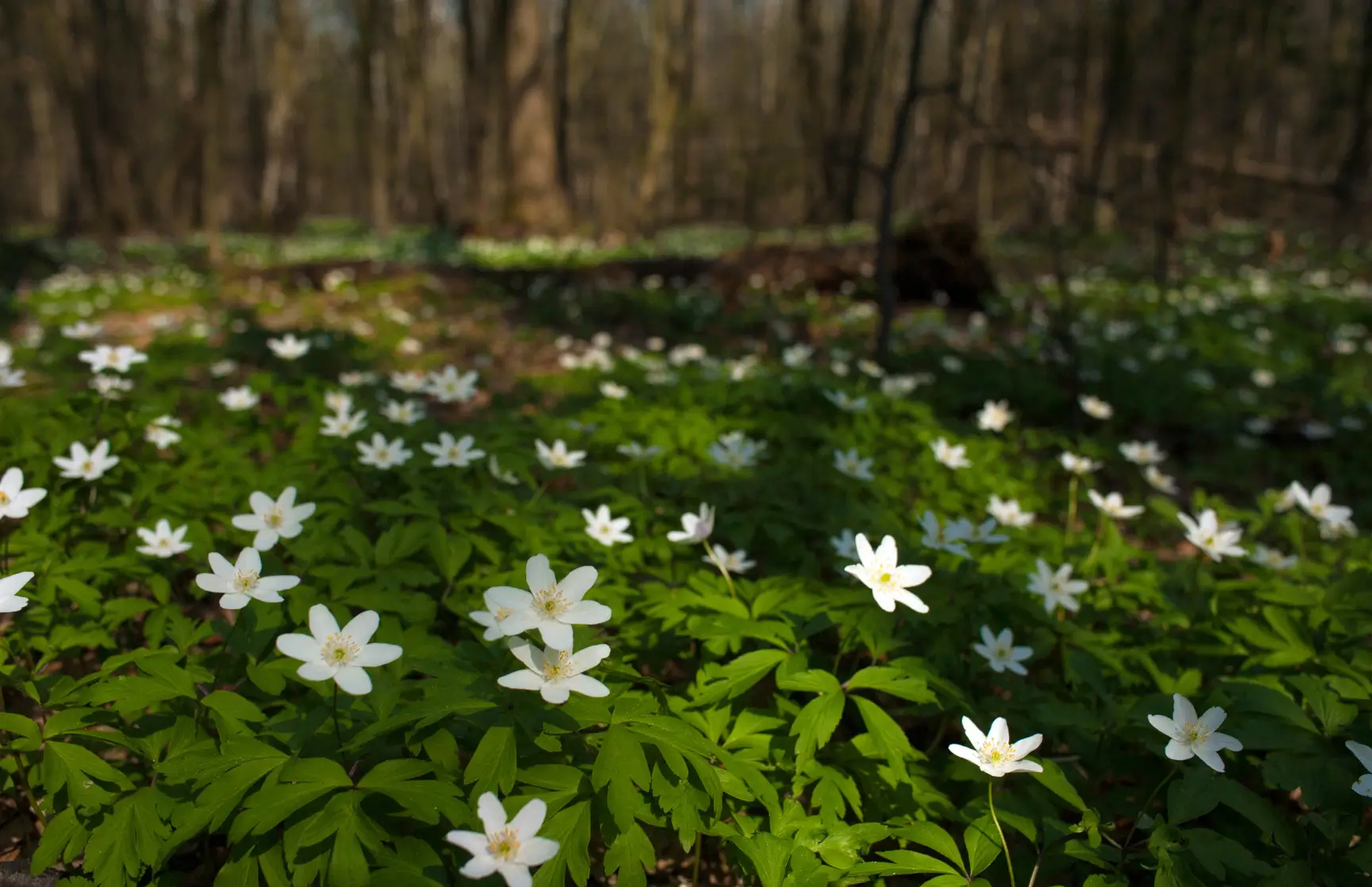 Forrest floor with flowers