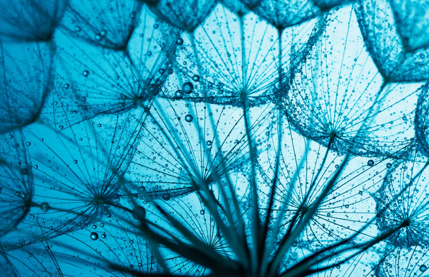 X-ray view of a complex plant