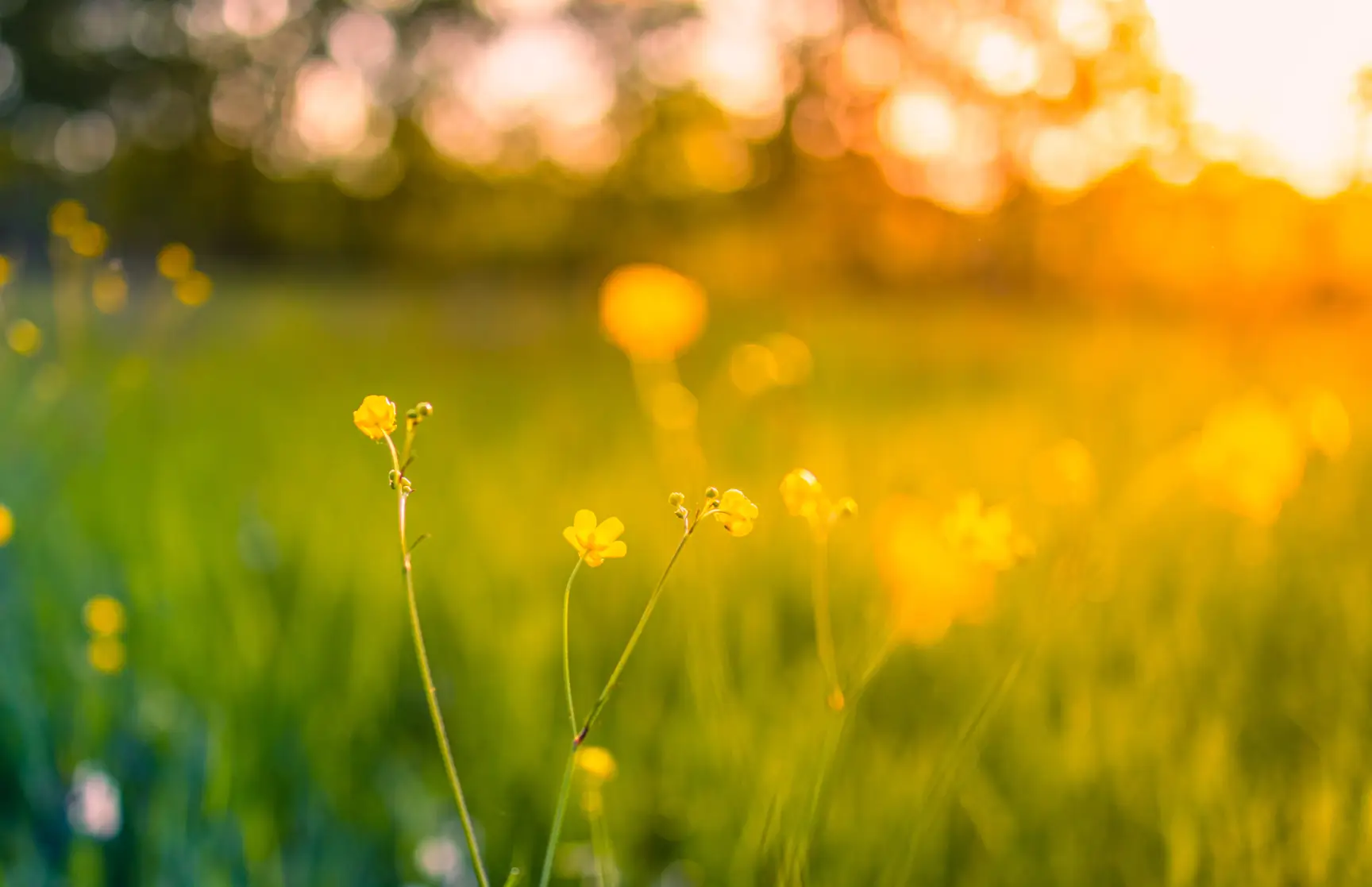 Field of wild flowers during sunset