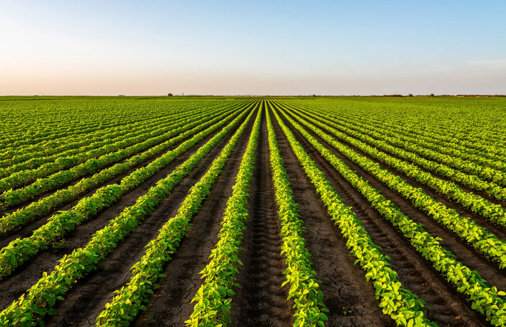 Crops growing on farmed land